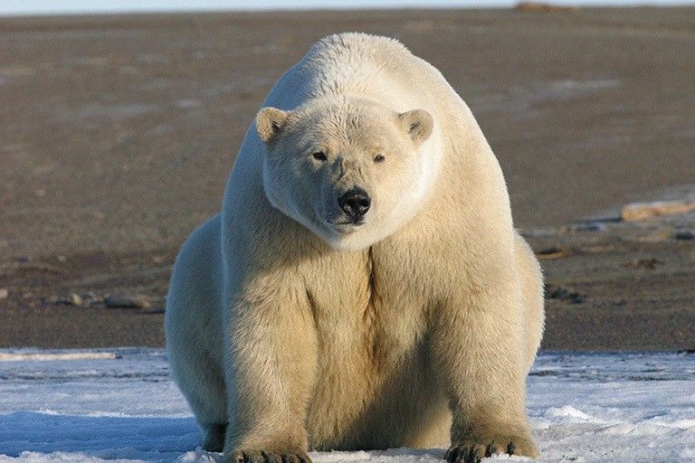 A young polar bear sitting on the shore in southern Beaufort Sea, Alaska. In some parts of the Arctic, sea ice loss is causing polar bears to spend longer periods on shore each summer. Credit: U.S. Fish and Wildlife Service/Eric Regehr.