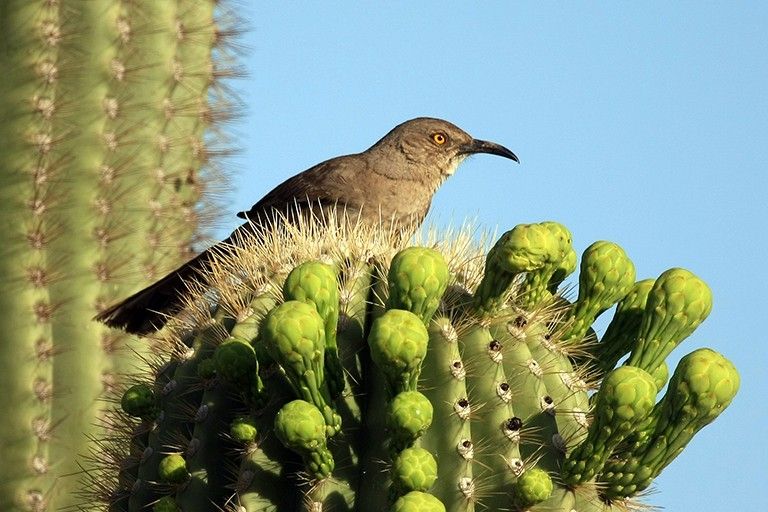 A Texas curve-bill thrasher sits on a cactus. Credit: copyright Seabamirum, via Flickr (CC BY-SA 2.0).
