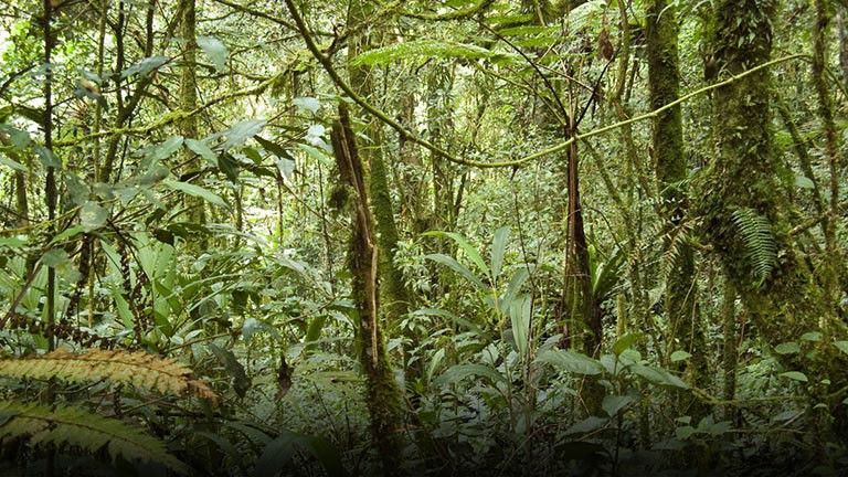Tropical rainforest