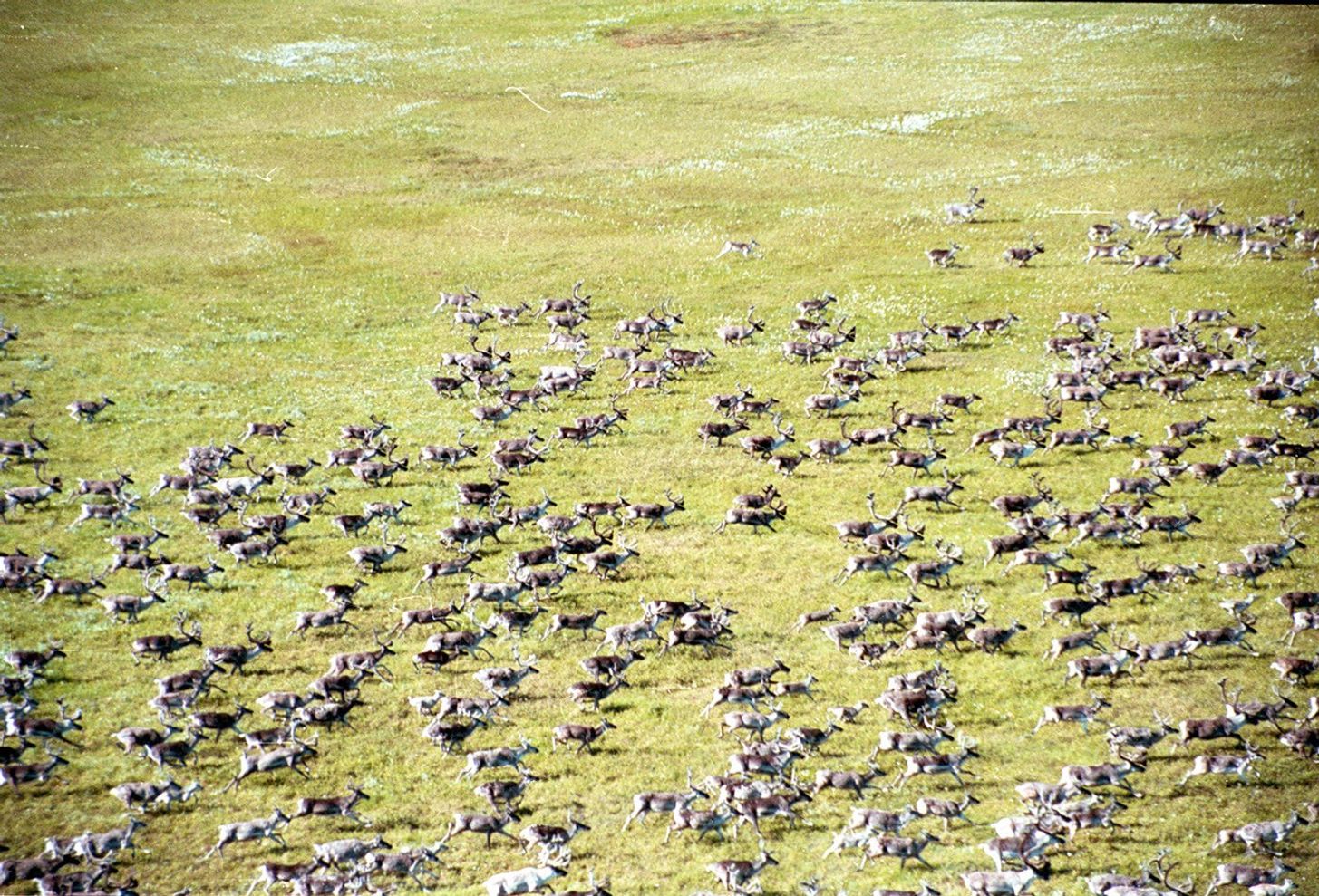 Taimyr reindeer