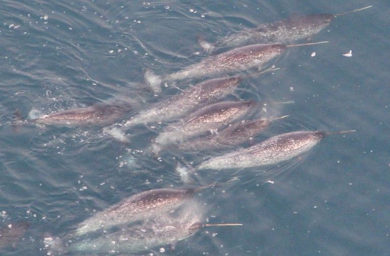 Narwhals