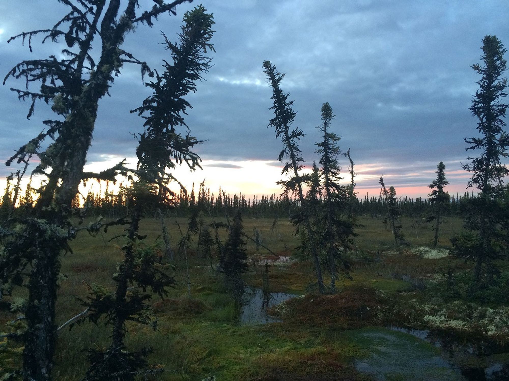 Burned trees in front of a sunrise.