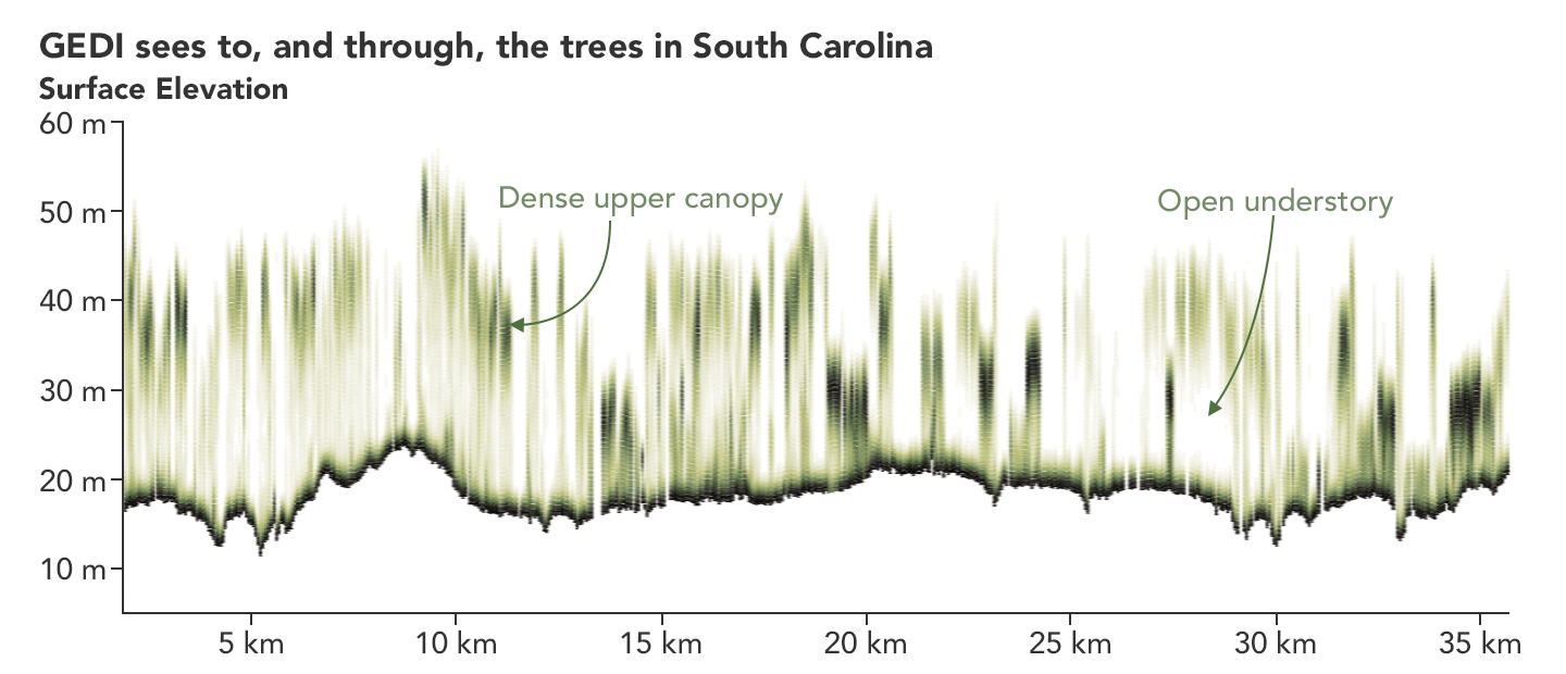 GEDI sees to and through South Carolina trees