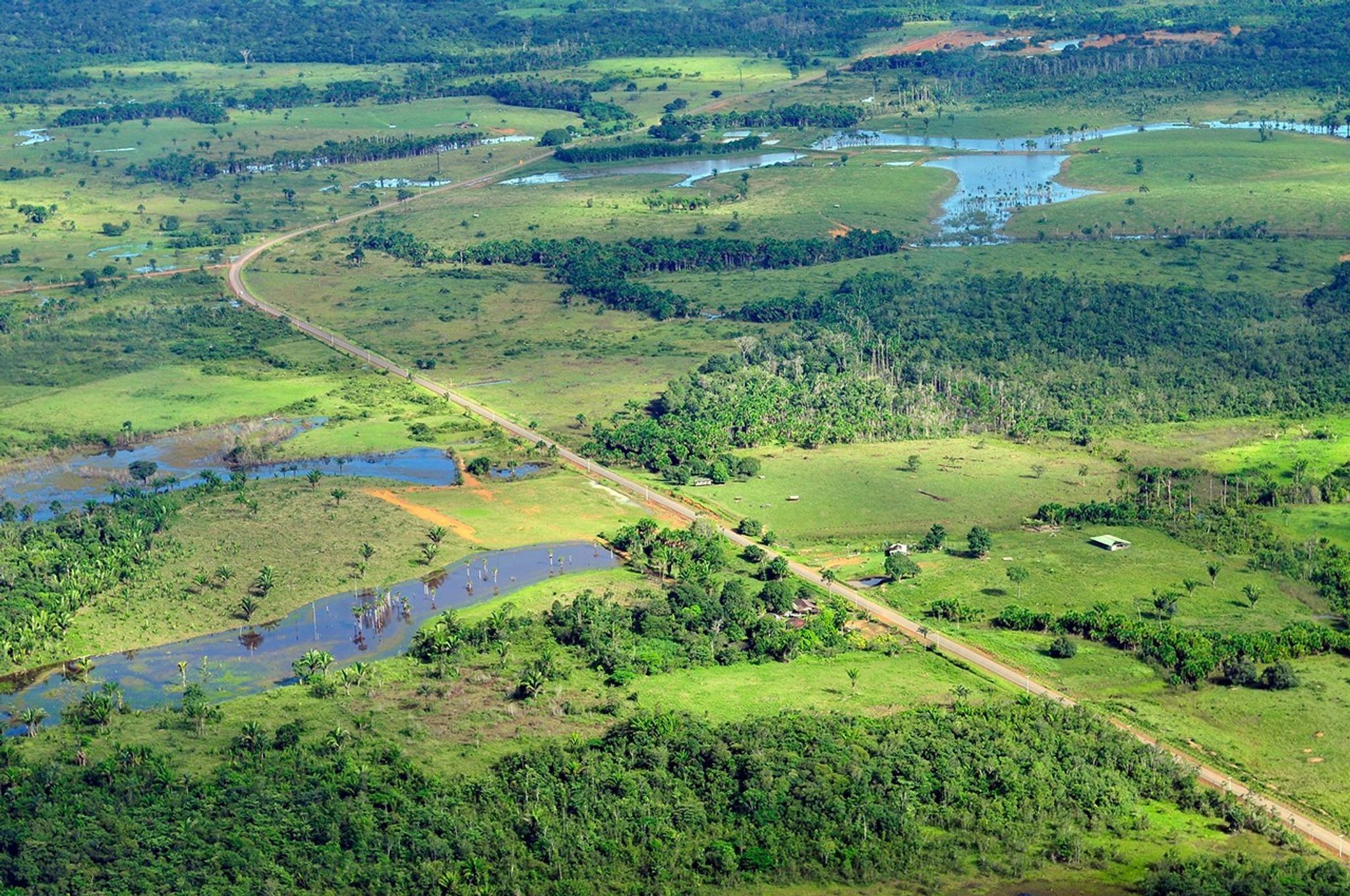 The Amazon rainforest near Manaus, Brazil