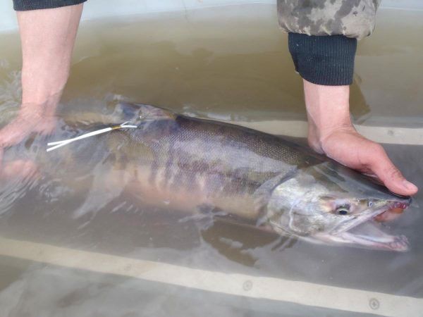 dead salmon