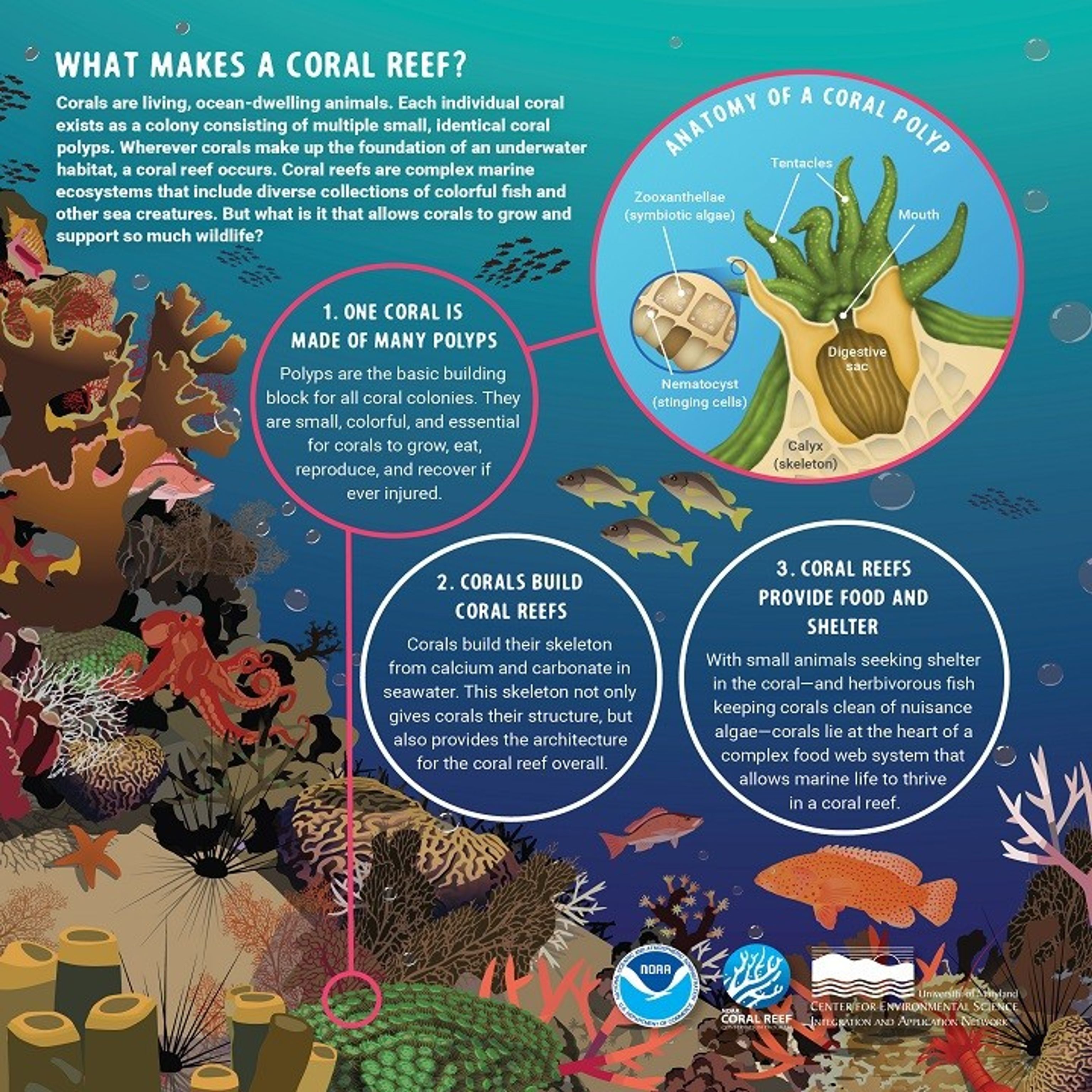 Vanishing Corals NASA Data Helps Track Coral Reefs NASA Science vanishing-corals-nasa-data-helps-track-coral-reefs-nasa-science