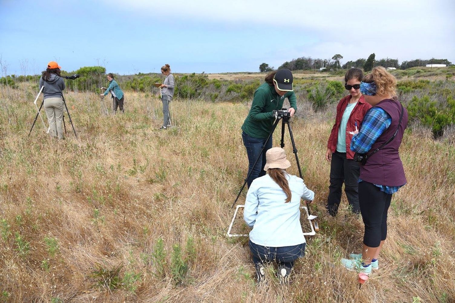 two separate groups of individuals in a wild growth field operate instrumentation in white square frames that are laid upon the ground