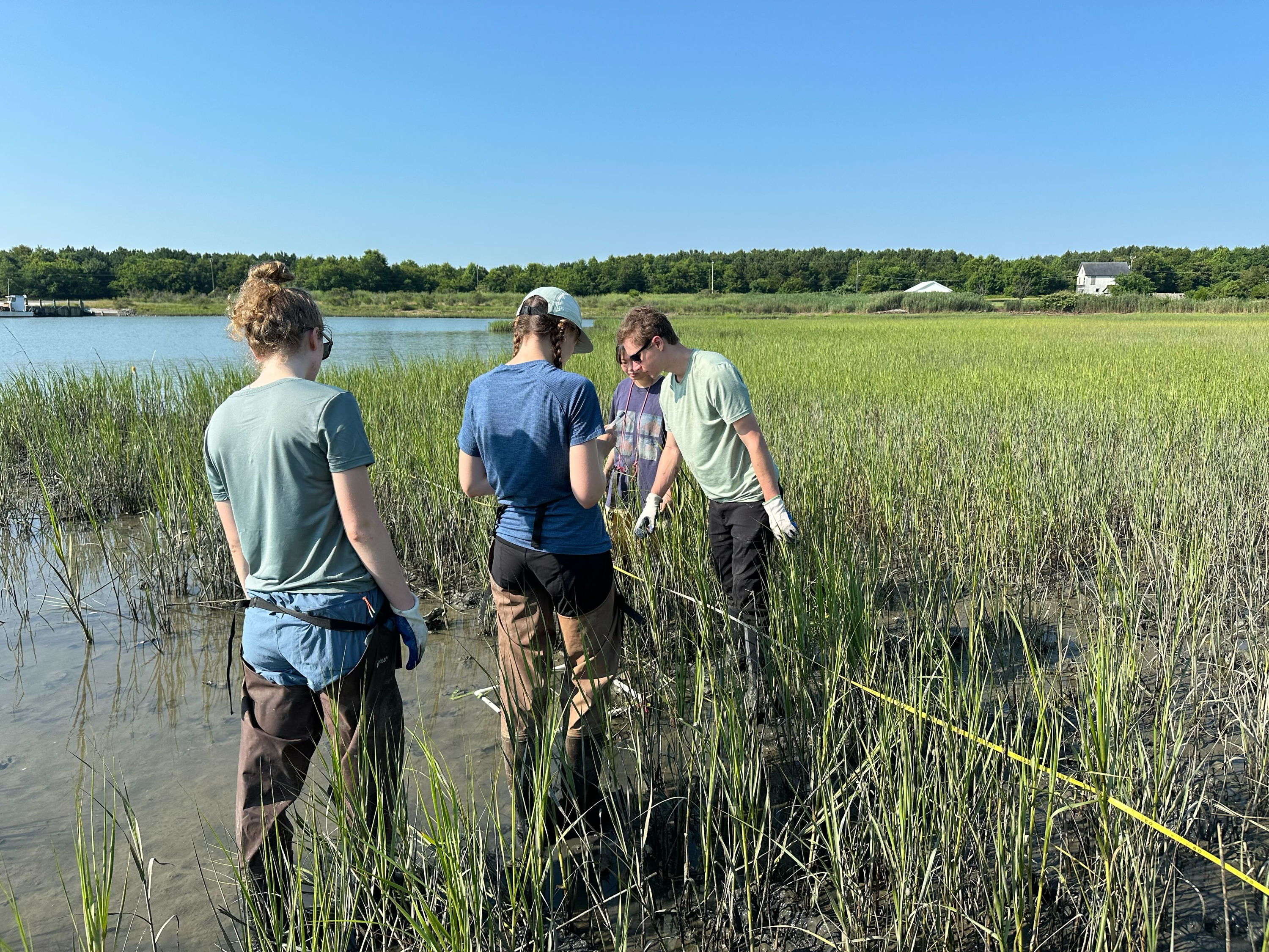 Four people stand on the borders of where marsh meets open water peering at a white square on the ground.