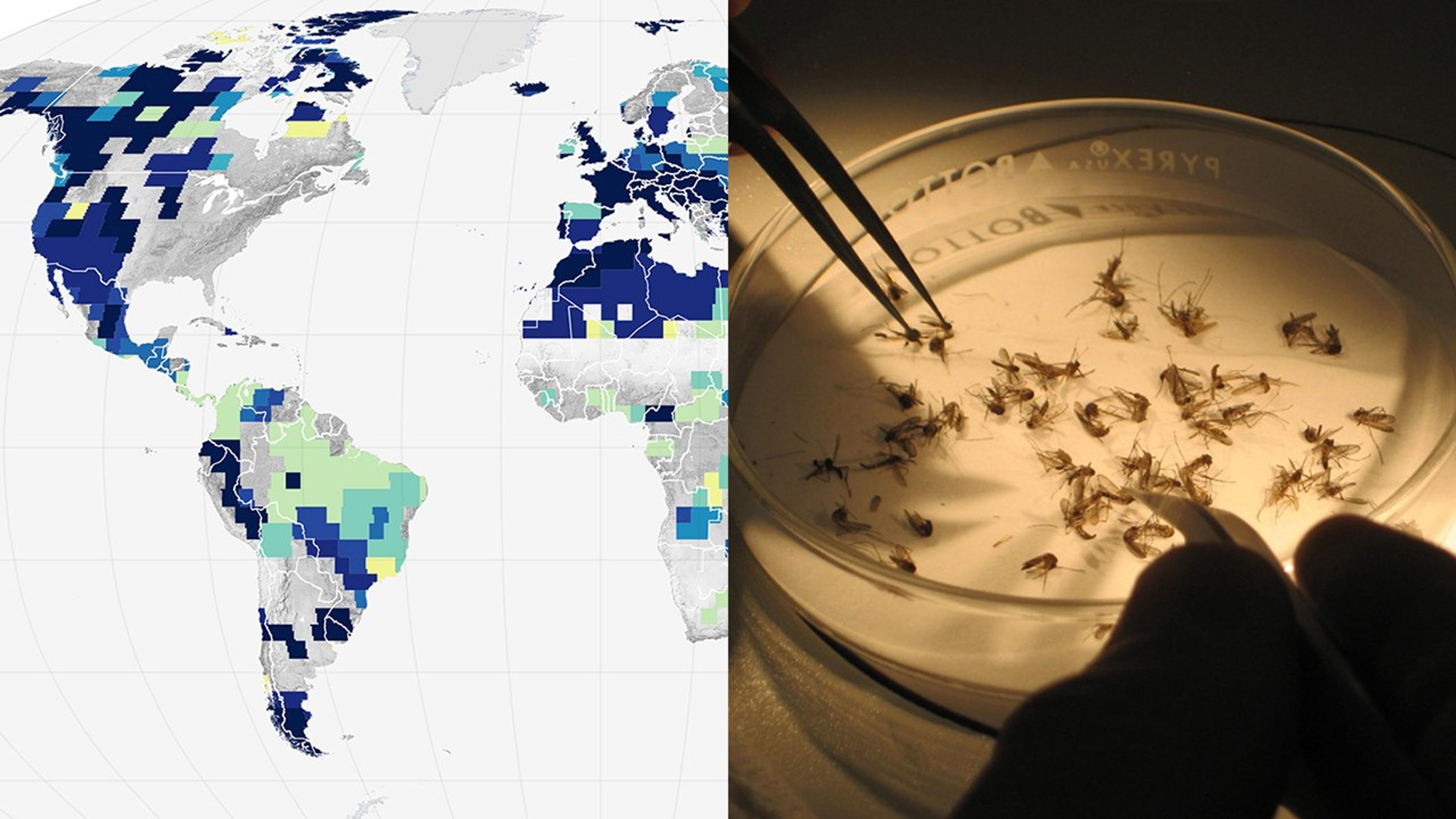 A map indicating various losses of groundwater paired with an examination of mosquitos in a laboratory dish.