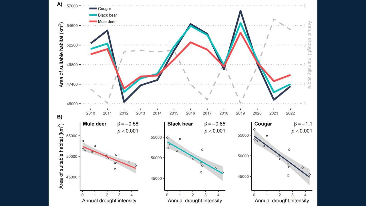 Relationship between drought intensity and highly suitable habitats for mule deer, black bears, and cougars. Panel A shows trends in highly suitable habitat area (left axis) and mean annual drought intensity score (right axis) through time.