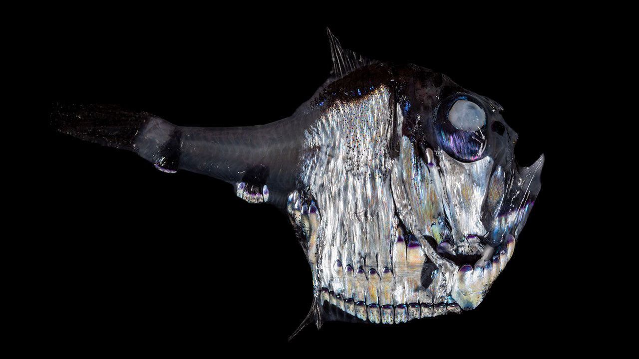 semi-transparent and reflective fish on a black background