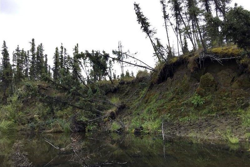 Evergreen trees tilt toward a pond as erosion destabilizes their roots along a steep bank.