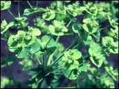 Leafy spurge.