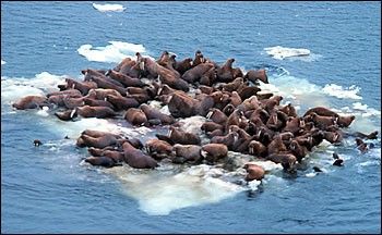 Photograph of walruses on an ice floe.
