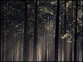 Sunbeams in the forest.