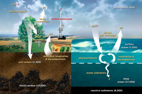 The Carbon Cycle - NASA Science