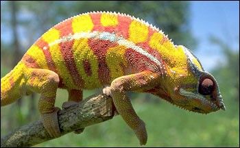 Photograph of Madagascan Chameleon.