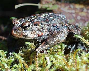 Boreal toad