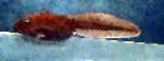 Boreal toad tadpole