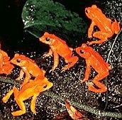 Costa Rican golden toads