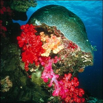 Coral reef