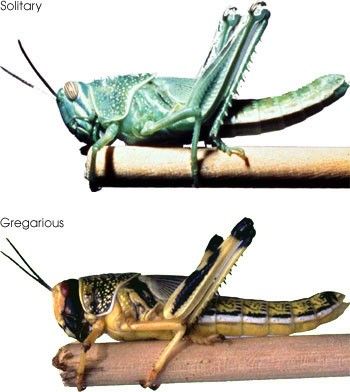 Locust! - NASA Science