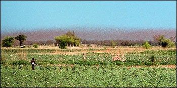 Photograph of Locust Swarm in Madagascar.
