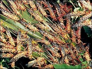Locust! - NASA Science