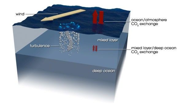 In the short term, the ocean absorbs atmospheric carbon dioxide into the mixed layer, a thin layer of water with nearly uniform temperature, salinity, and dissolved gases. Wind-driven turbulence maintains the mixed layer by stirring the water near the ocean’s surface. Over the long term, carbon dioxide slowly enters the deep ocean at the bottom of the mixed layer as well in in regions near the poles where cold, salty water sinks to the ocean depths.