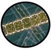 Phytoplankton
