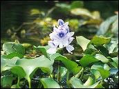 Photo of water hyacinth.