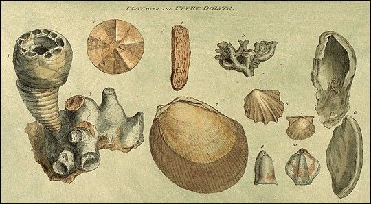 Plate from Strata Identified by Organized Fossils illustrating Clay over the Upper Oolite.