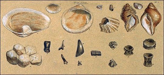 Plate from Strata Identified by Organized Fossils illustrating the Craig strata.