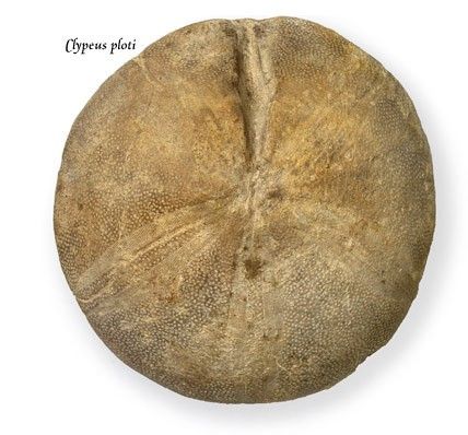 Photograph of an echinoid fossil.