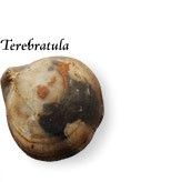 Photograph of a terebratula fossil.