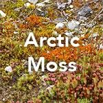 Artic Moss