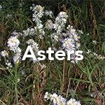 Asters