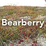 Bear Berry