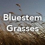 Bluestem Grasses