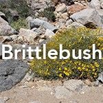 Brittle Bush
