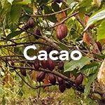 Cacao Tree