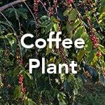 Coffee Plant