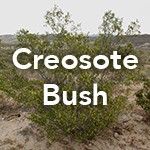 Creosote Bush