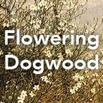 Flowering Dogwood