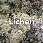 Lichen