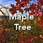 Maple Tree