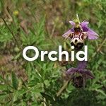 Orchid