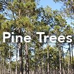 Pine Tree