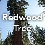 Redwood Tree