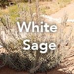 White Sage